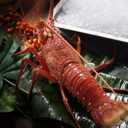 Australian lobster