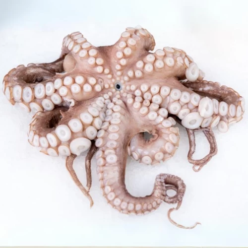 Octopus