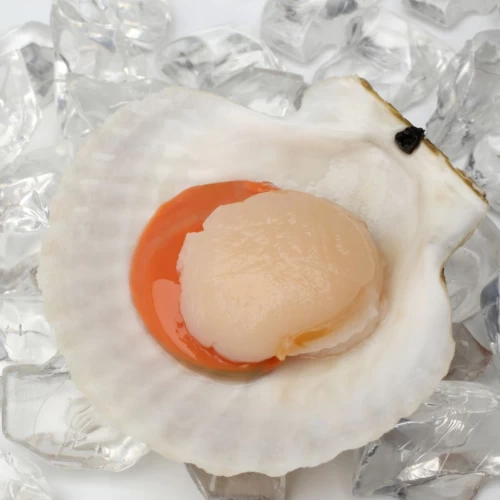 Scallops 1/2 κέλυφος