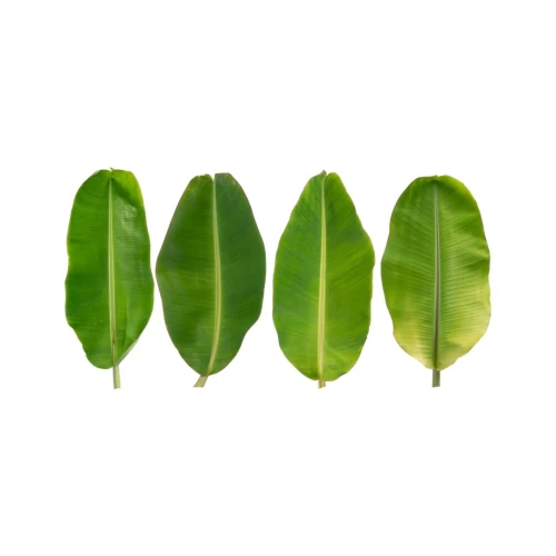 Banana Leaves Κτψ 454gr