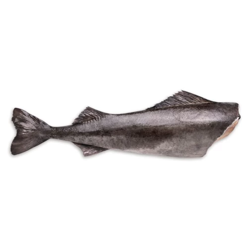 Black Cod