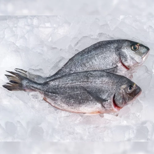 Gilt-head Bream cleaned