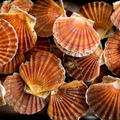 Scallops whole with shell