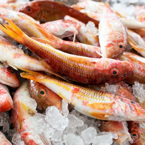 Red Mullet Frozen