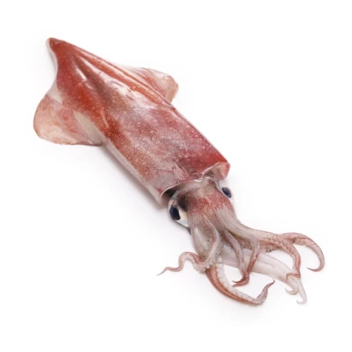 Fesh Squid